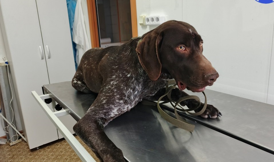 Саратовские ветеринары спасли собаку с рассечённым лбом